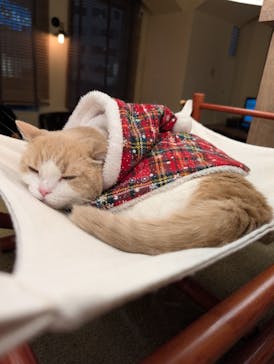 猫カフェモカ　池袋東口店に投稿された画像（2025/12/20）