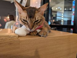 猫カフェモカ　池袋東口店に投稿された画像（2025/12/20）