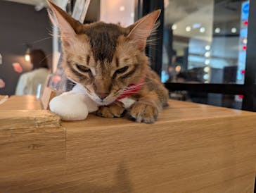 猫カフェモカ　池袋東口店に投稿された画像（2025/12/20）