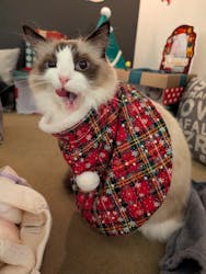 猫カフェモカ　池袋東口店に投稿された画像（2025/12/20）