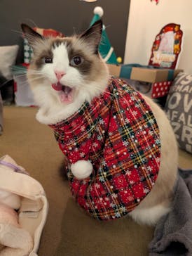 猫カフェモカ　池袋東口店に投稿された画像（2025/12/20）