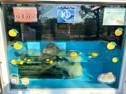 淡路ファームパーク イングランドの丘に投稿された画像（2025/12/20）