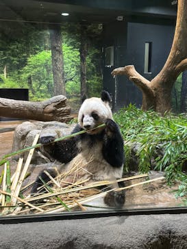 恩賜上野動物園に投稿された画像（2025/12/20）