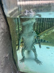 熱川バナナワニ園に投稿された画像（2025/12/20）