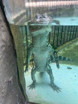 熱川バナナワニ園に投稿された画像（2025/12/20）