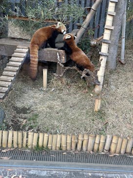 恩賜上野動物園に投稿された画像（2025/12/20）