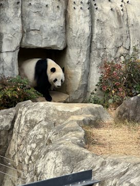 恩賜上野動物園に投稿された画像（2025/12/20）
