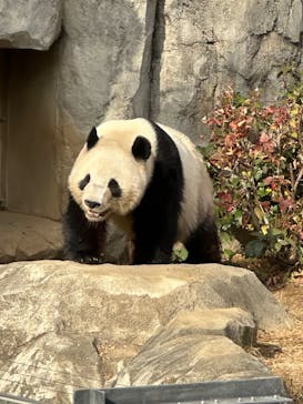 恩賜上野動物園に投稿された画像（2025/12/20）