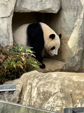 恩賜上野動物園に投稿された画像（2025/12/20）