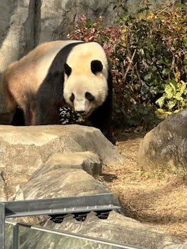 恩賜上野動物園に投稿された画像（2025/12/20）