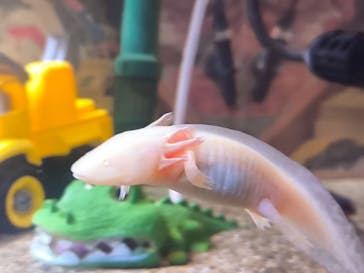 西武園ゆうえんちに投稿された画像（2025/12/20）