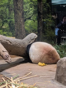 恩賜上野動物園に投稿された画像（2025/12/20）