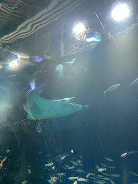 マクセル アクアパーク品川に投稿された画像（2025/12/20）