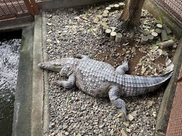 熱川バナナワニ園に投稿された画像（2025/12/20）