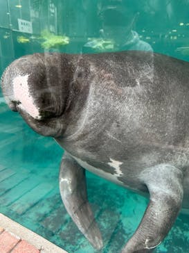 熱川バナナワニ園に投稿された画像（2025/12/20）