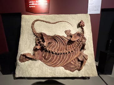 特別展「大絶滅展―生命史のビッグファイブ」に投稿された画像（2025/12/20）