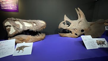 特別展「大絶滅展―生命史のビッグファイブ」に投稿された画像（2025/12/20）