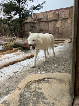 那須どうぶつ王国に投稿された画像（2025/12/20）