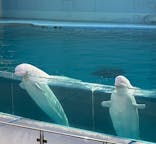 横浜・八景島シーパラダイスに投稿された画像（2025/12/20）