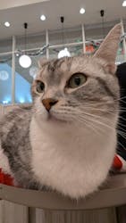 猫カフェモカ　イオンモール高崎店に投稿された画像（2025/12/20）