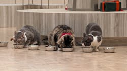 猫カフェモカ　イオンモール高崎店に投稿された画像（2025/12/20）