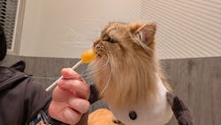 猫カフェモカ　イオンモール高崎店に投稿された画像（2025/12/20）