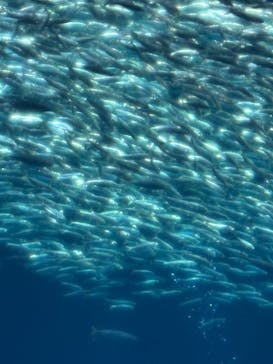 アクアワールド茨城県大洗水族館に投稿された画像（2025/12/20）