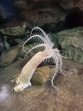 アクアワールド茨城県大洗水族館に投稿された画像（2025/12/20）