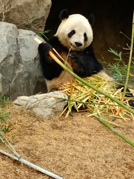 恩賜上野動物園に投稿された画像（2025/12/20）