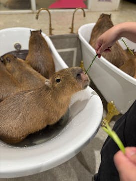 アニタッチ 東京ドームシティに投稿された画像（2025/12/21）