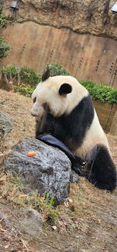 恩賜上野動物園に投稿された画像（2025/12/21）