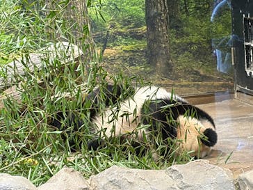 恩賜上野動物園に投稿された画像（2025/12/21）