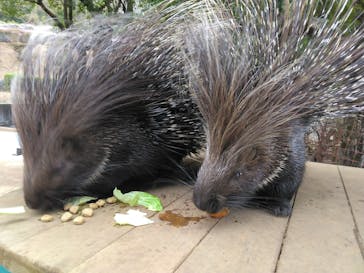 伊豆アニマルキングダムに投稿された画像（2025/12/21）