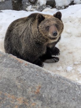 のぼりべつクマ牧場に投稿された画像（2025/12/21）