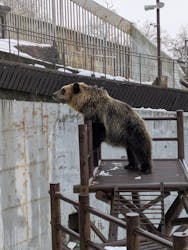 のぼりべつクマ牧場に投稿された画像（2025/12/21）