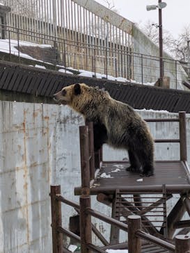 のぼりべつクマ牧場に投稿された画像（2025/12/21）