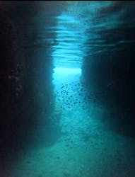 武藤潜水に投稿された画像（2025/12/21）