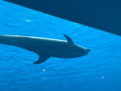 名古屋港水族館に投稿された画像（2025/12/21）