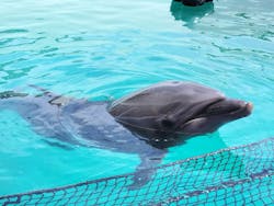 ゼロ距離水族館 伊勢シーパラダイスに投稿された画像（2025/12/21）