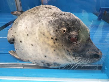 ゼロ距離水族館 伊勢シーパラダイスに投稿された画像（2025/12/21）
