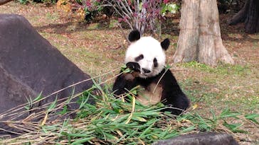 恩賜上野動物園に投稿された画像（2025/12/21）