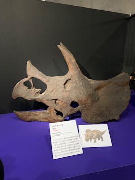 特別展「大絶滅展―生命史のビッグファイブ」に投稿された画像（2025/12/21）