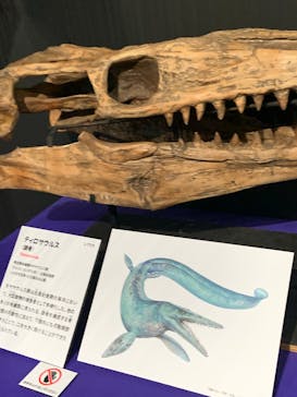 特別展「大絶滅展―生命史のビッグファイブ」に投稿された画像（2025/12/21）