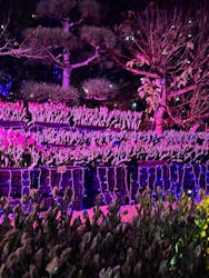 江の島シーキャンドルに投稿された画像（2025/12/21）