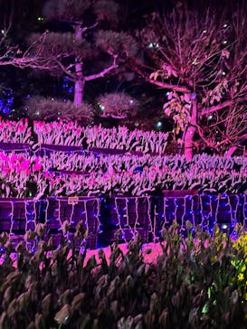 江の島シーキャンドルに投稿された画像（2025/12/21）