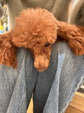 いぬカフェRio 秋葉原店に投稿された画像（2025/12/21）