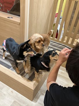 いぬカフェRio 秋葉原店に投稿された画像（2025/12/21）