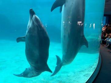 名古屋港水族館に投稿された画像（2025/12/21）