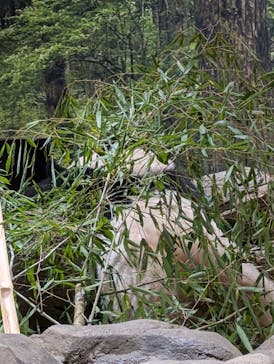 恩賜上野動物園に投稿された画像（2025/12/21）