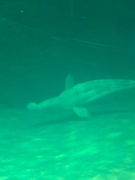 名古屋港水族館に投稿された画像（2025/12/21）